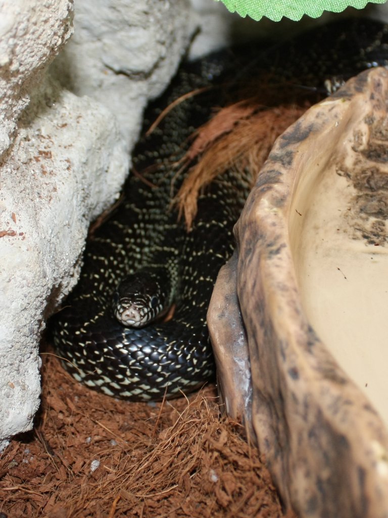 korálovka, lampropeltis, Lampropeltis getulus splendida, Desert Kingsnake , had, chov hadů,