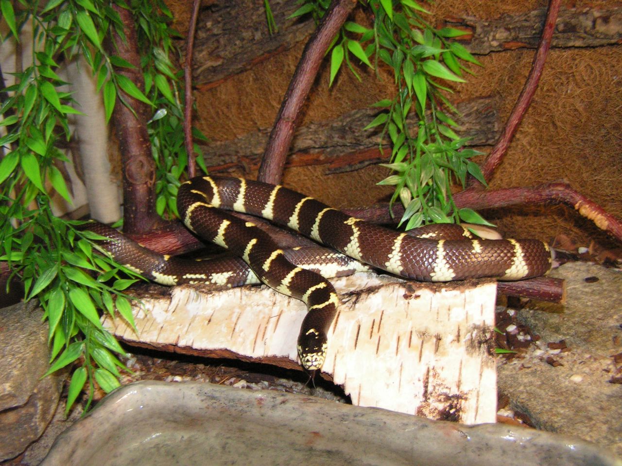 korálovka, korálovka kalifornská,  lampropeltis, Lampropeltis getulus caifornia, California Kingsnake