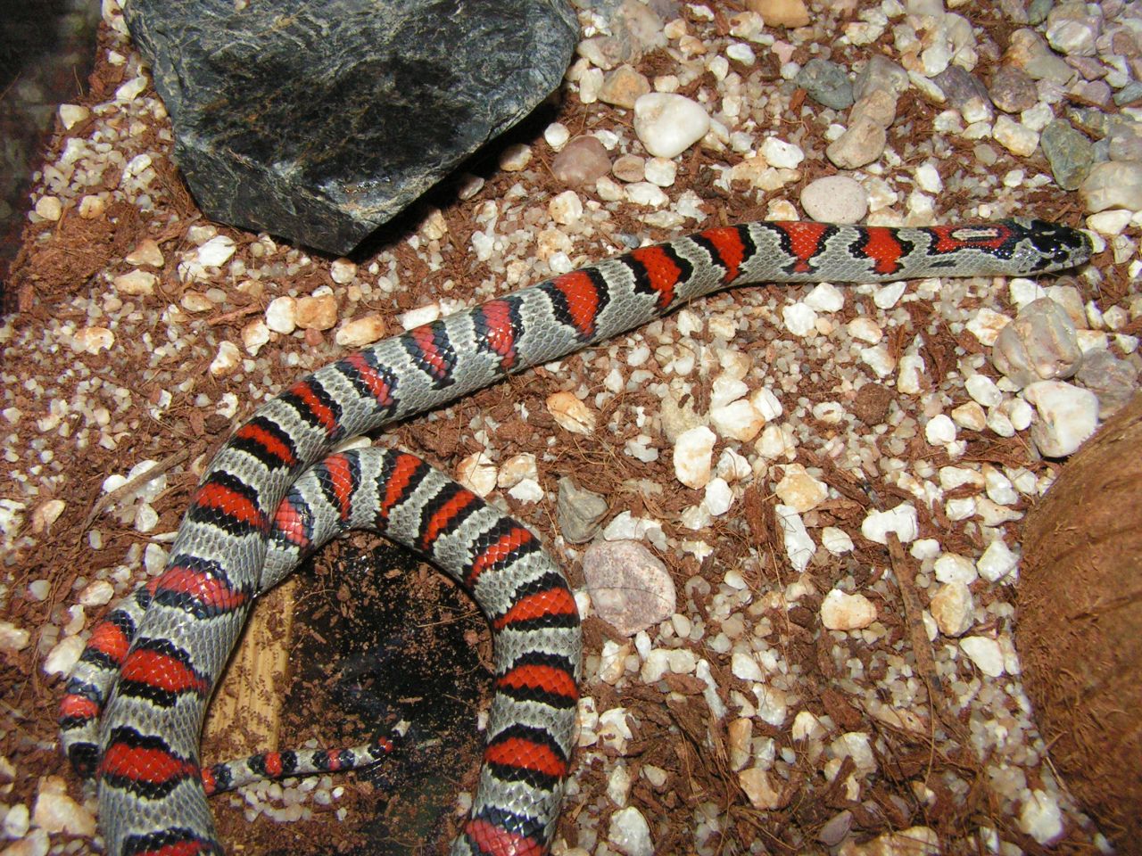 korálovka, korálovka mexická, lampropeltis mexicana mexicana, Mexican Kingsnake, had, chov hadů,