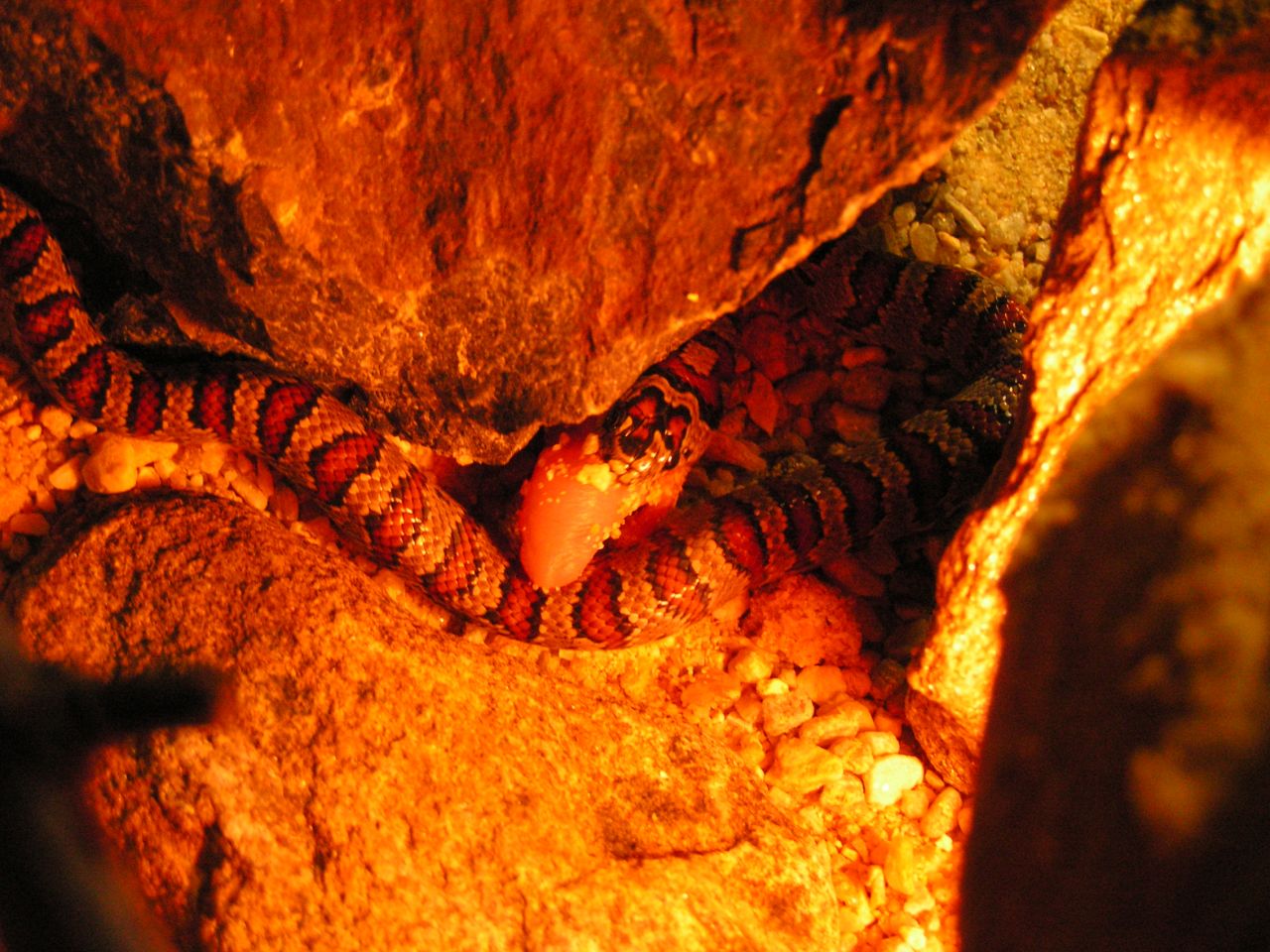 korálovka, korálovka mexická, lampropeltis mexicana mexicana, Mexican Kingsnake, had, chov hadů,