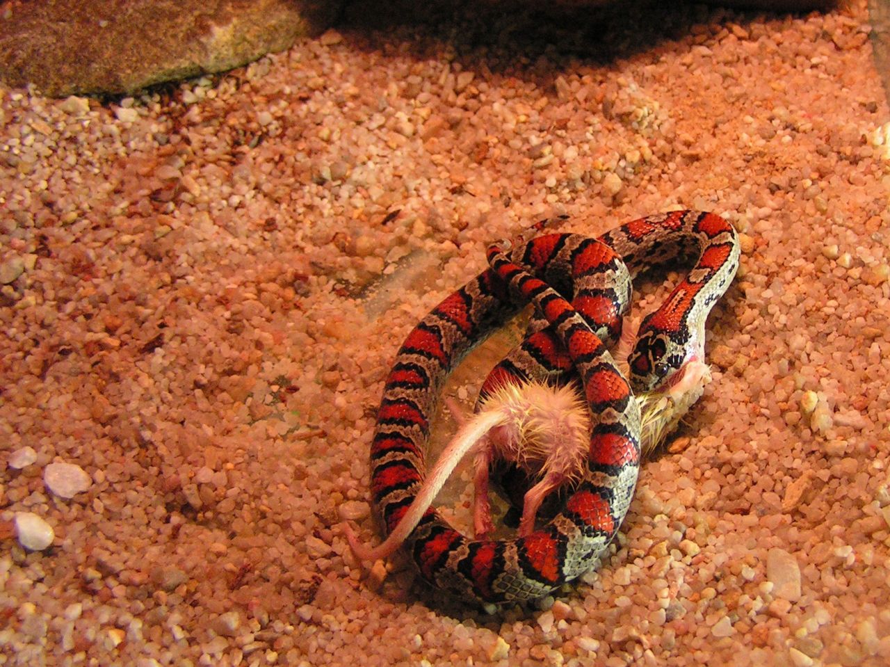 korálovka, korálovka mexická, lampropeltis mexicana mexicana, Mexican Kingsnake, had, chov hadů,