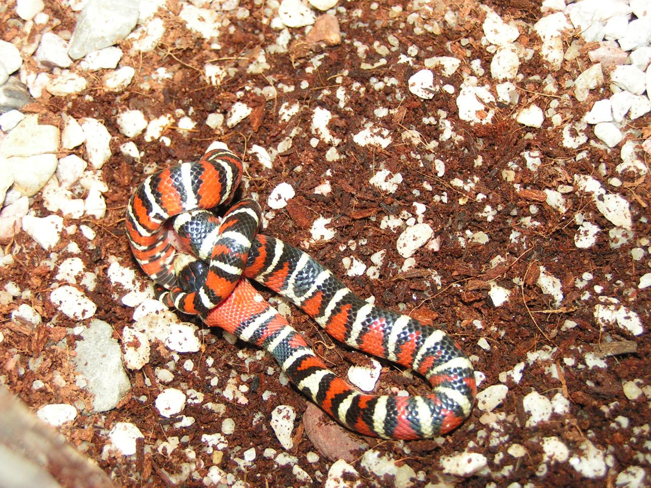 korálovka, korálovka královská, lampropeltis pyromelana woodini, Huachuca Mountain Kingsnake, had, chov hadů,