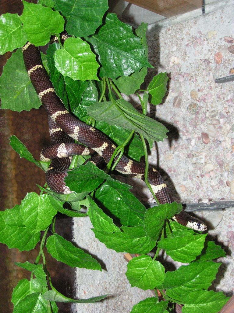 korálovka, korálovka kalifornská,  lampropeltis, Lampropeltis getulus caifornia, California Kingsnake, had, chov hadů,