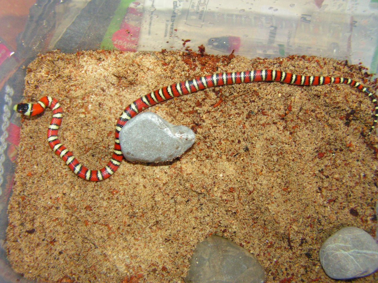 korálovka, korálovka královská, lampropeltis pyromelana woodini, Huachuca Mountain Kingsnake, had, chov hadů,