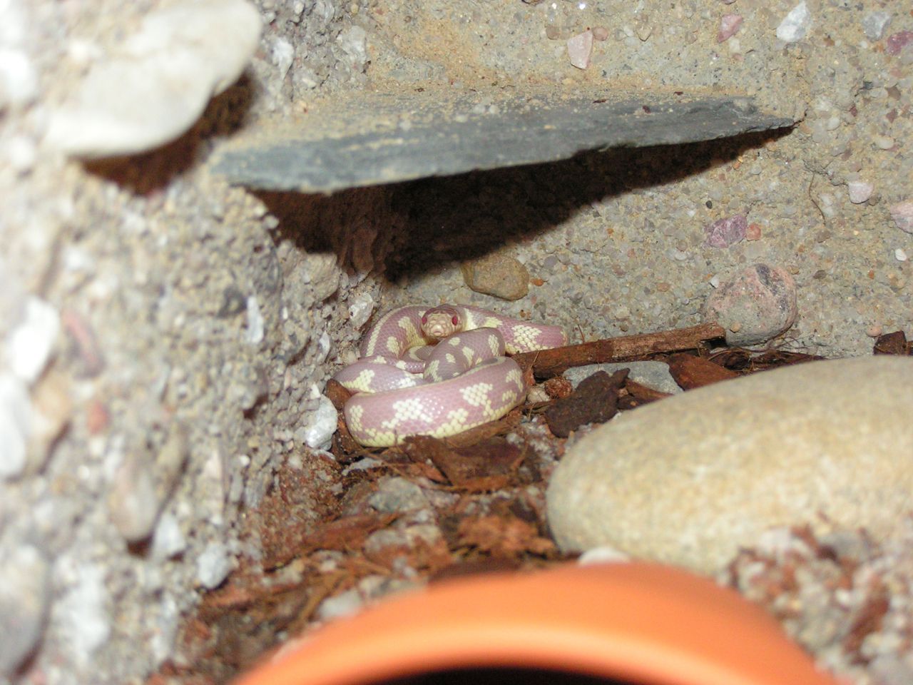 korálovka, korálovka kalifornská,  lampropeltis, Lampropeltis getulus caifornia, California Kingsnake, had, chov hadů,